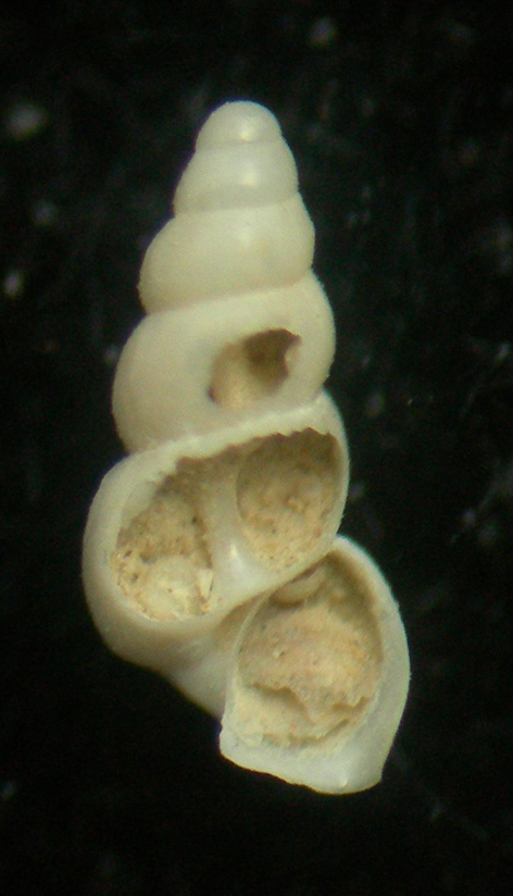 Aclis gulsonae